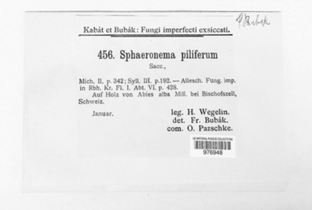 Ceratocystis pilifera image